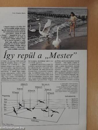 Repülő Háttér 1988/11.