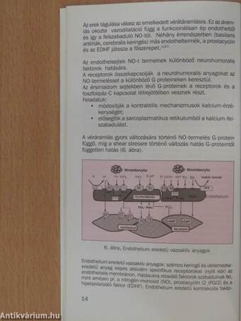 Endotheldiszfunkció a klinikai gyakorlatban