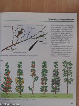 Gyümölcsfák metszése