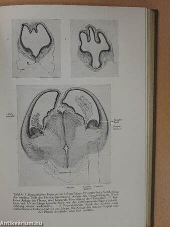 Biologische Einführung in das Studium der Neurologie und Psychopathologie