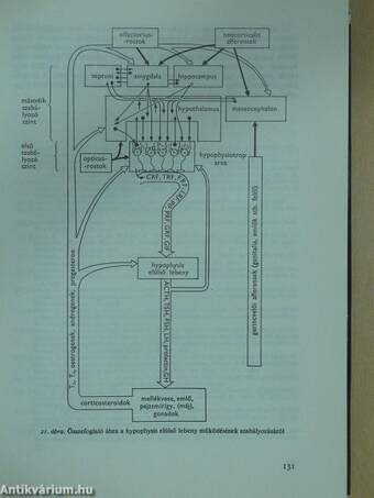 Klinikai endocrinologia 1-2. (dedikált példány)