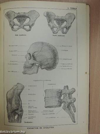 Orvos a családban I.