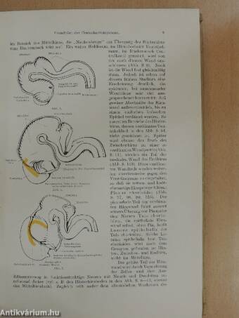 Anatomie des Menschen III.