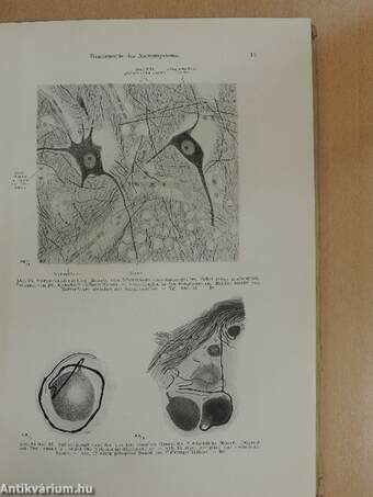 Anatomie des Menschen III.