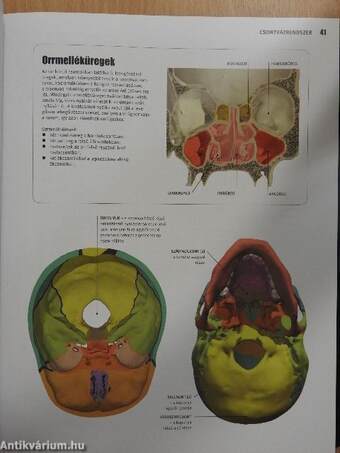 Az emberi test