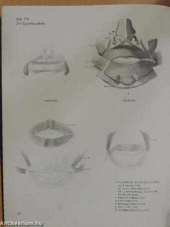 Menschliche Anatomie für Künstler