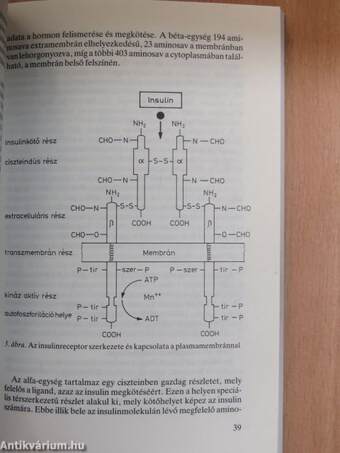 Metabolikus X szindróma