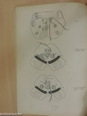 A neuro-anatomia alapjai