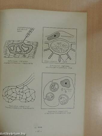 A neuro-anatomia alapjai