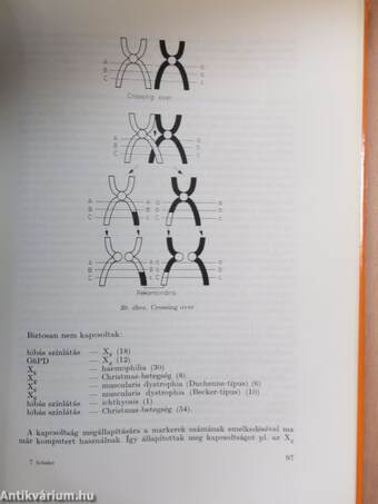 A human chromosoma-aberrációk jelentősége a klinikumban