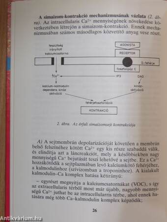 Kalcium és vérnyomás-szabályozás