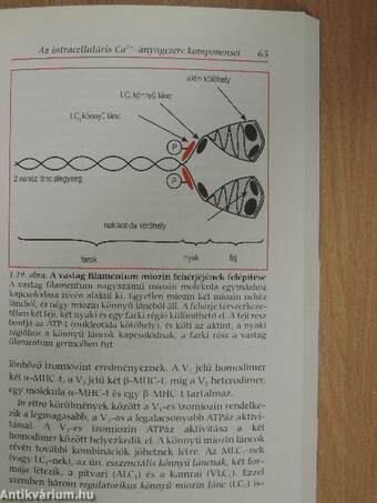 A szív- és simaizom Ca2+-anyagcseréje: elmélet, klinikum