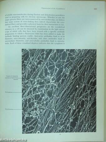 Molecular Cell Biology