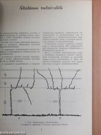 Új magasművelési módok a szőlőtermesztésben