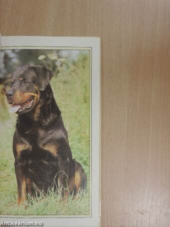 A rottweiler