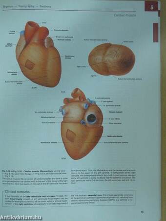 Sobotta - Atlas of Human Anatomy II.