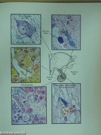 Histology