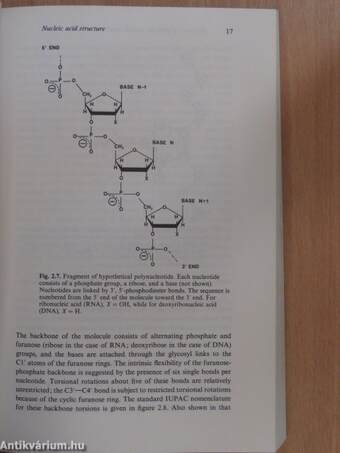 Dynamics of proteins and nucleic acids