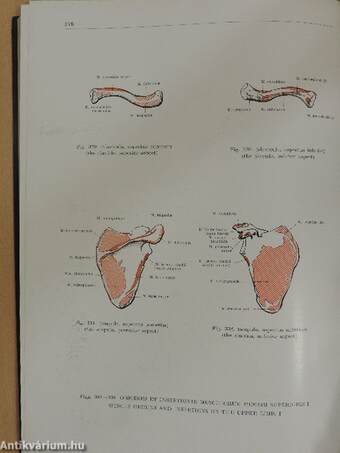 Atlas of Human Anatomy I-III.