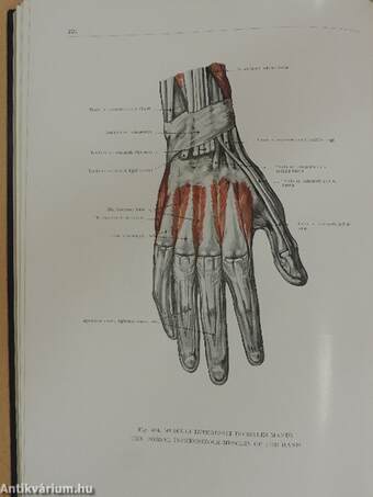 Atlas of Human Anatomy I-III.