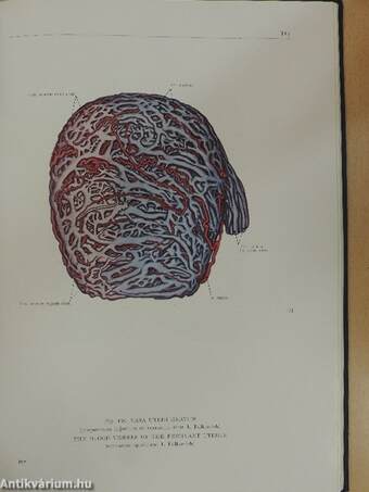 Atlas of Human Anatomy I-III.