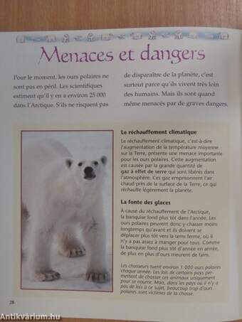 Les Ours Polaires