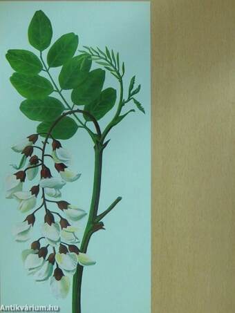 Medimpex Herbarium