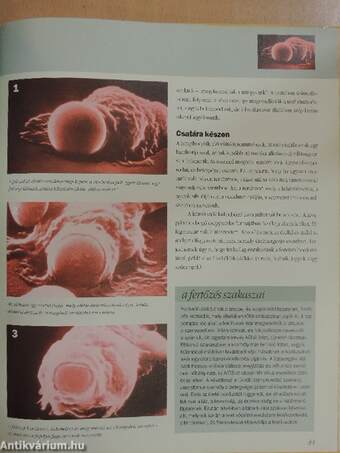 Az emberi test