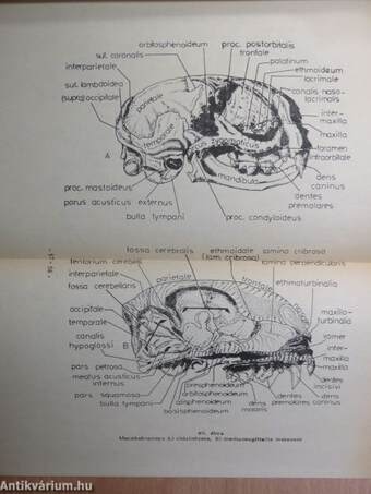Összehasonlító anatómia (Boncolási gyakorlatok) II.