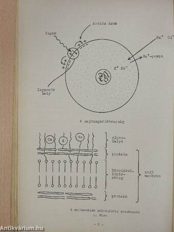 A neuro-anatomia alapjai