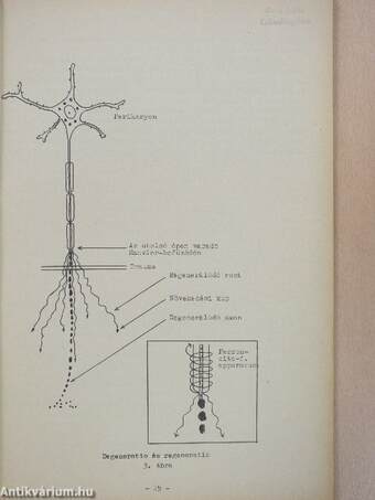 A neuro-anatomia alapjai