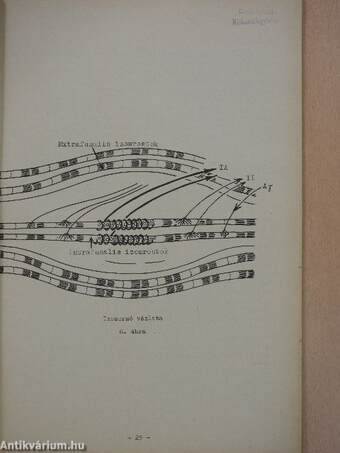 A neuro-anatomia alapjai