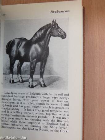 The Observer's Book of Horses and Ponies