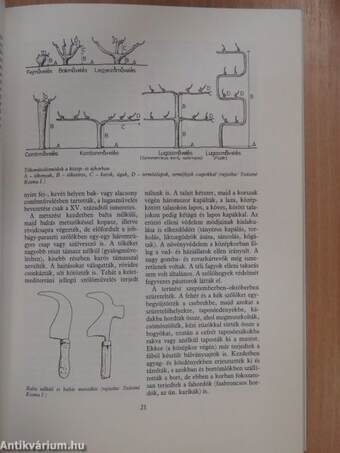 A szőlő- és borkultúra története Magyarországon (dedikált példány)