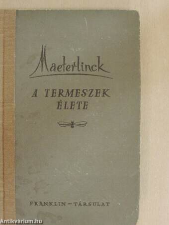 A termeszek élete