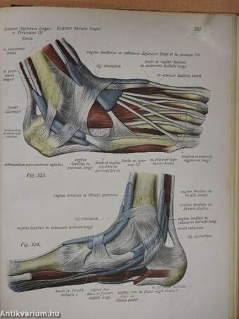 Az ember anatomiájának atlasza I. (töredék)