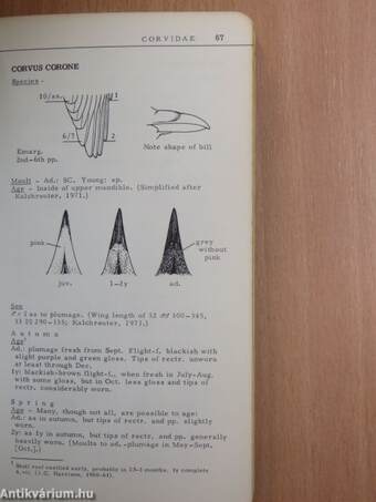 Identification Guide to European Passerines