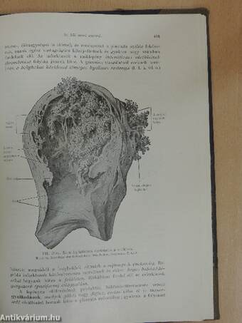 A kórbonctan alapvonalai II.