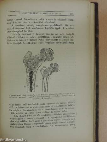 Az emberi test csodái