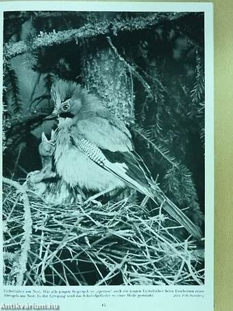 Die Vögel in Wald und Heide (dedikált példány)