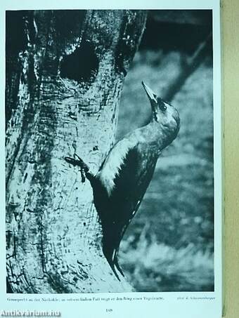 Die Vögel in Wald und Heide (dedikált példány)