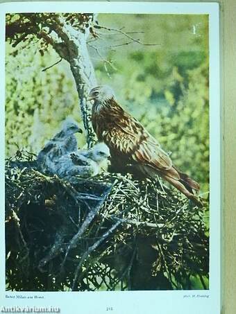 Die Vögel in Wald und Heide (dedikált példány)