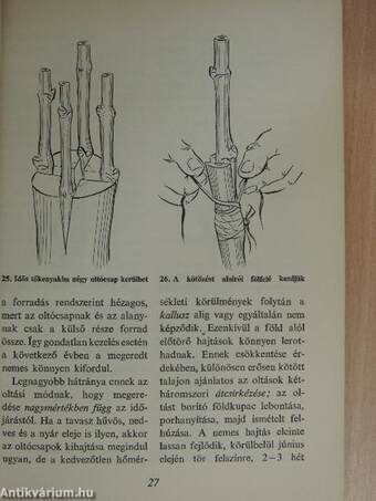 A szőlő helybenoltása, döntése, bujtása