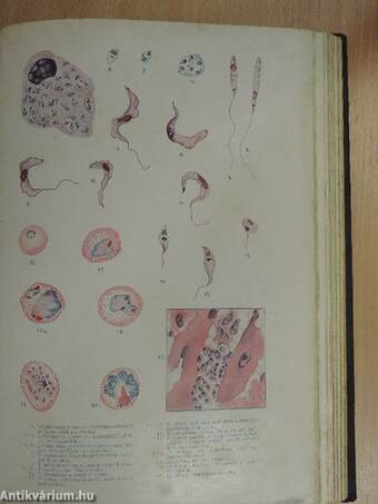 Bakteriologia, immunitástan, parazitologia