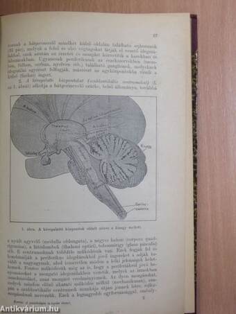 A pszichológia és logika elemei