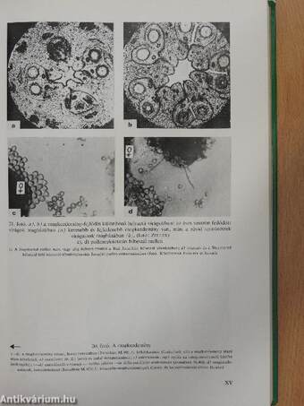 Gyümölcsfajták virágzásbiológiája és termékenyülése