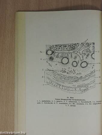 Ábrafüzet az állatszervezettani gyakorlatok Sejt- és szövettani rész c. jegyzethez