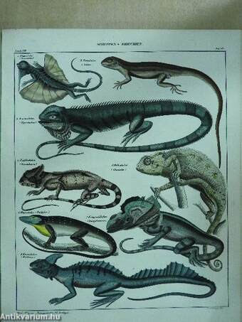 Allgemeine Naturgeschichte für alle Stände 1-14./Abbildungen zu Oken's Naturgeschichte für alle Stände (gótbetűs)