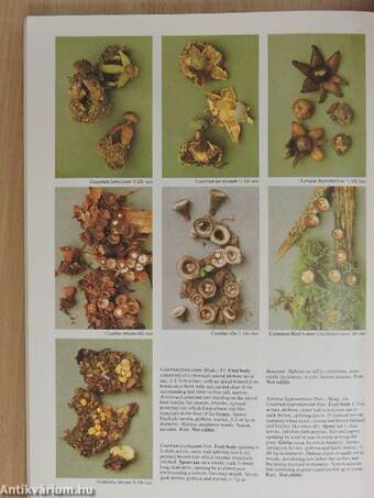Mushrooms and Other Fungi of Great Britain & Europe