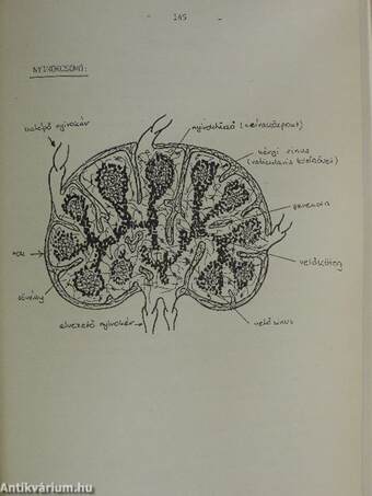 Functionalis anatomia